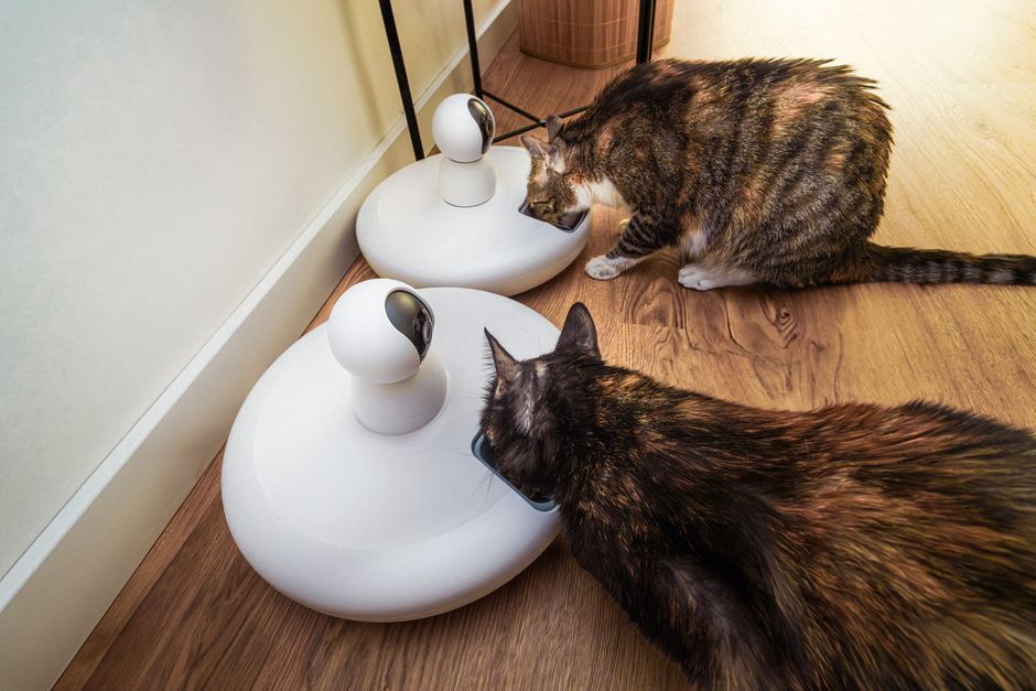 cat eating from smart feeder bowl