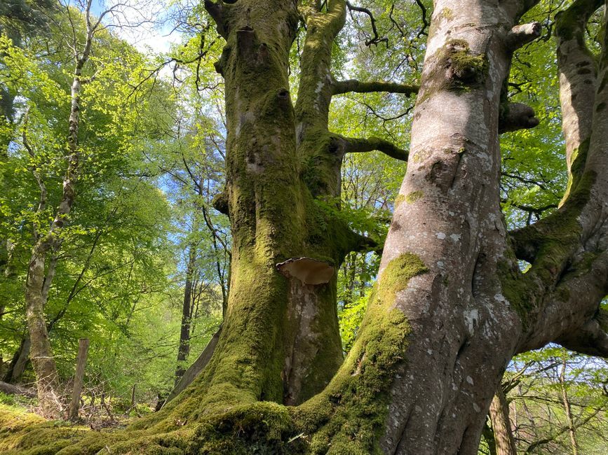 Irish forest trees woodland path nature