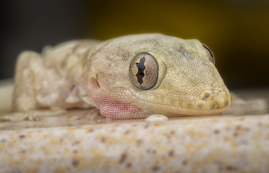gecko on wall close up