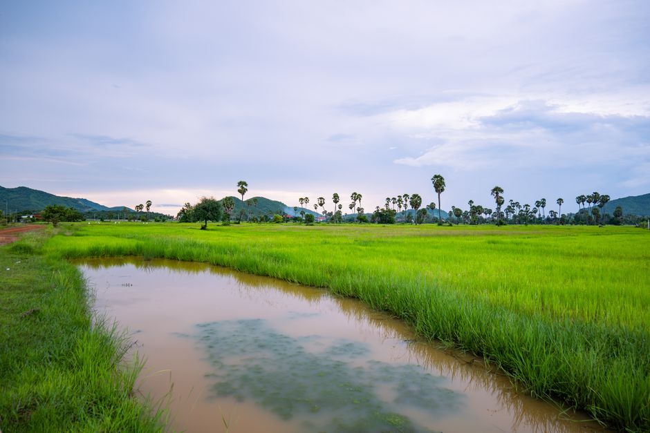 Thailand bamboo bridge rice field landscape