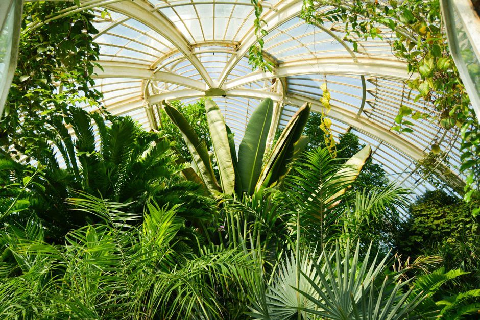 botanical garden tropical greenhouse interior plants London UK