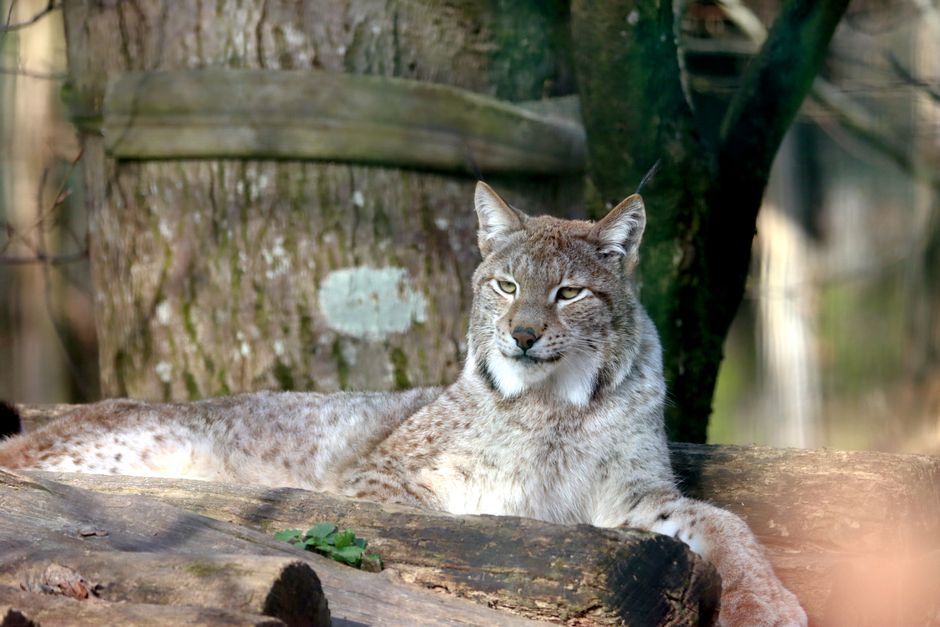 wildcat monitoring camera conservation Scotland