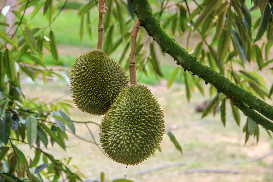 Durian fruit farm Thailand agriculture