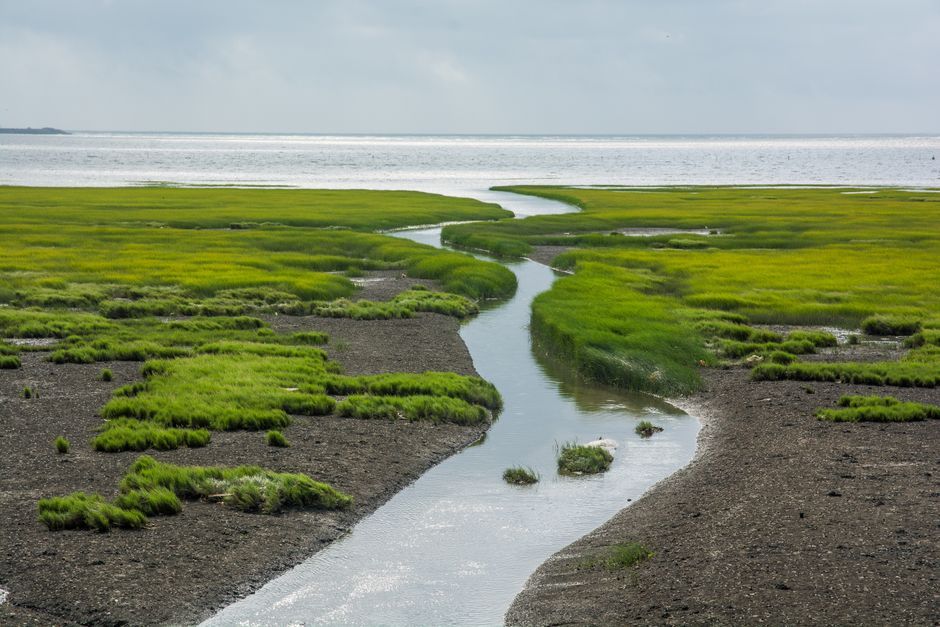 river estuary marshland nature UK