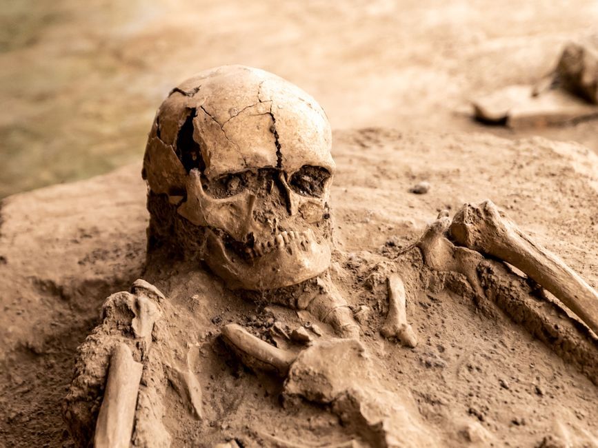 dinosaur fossil bone excavation site