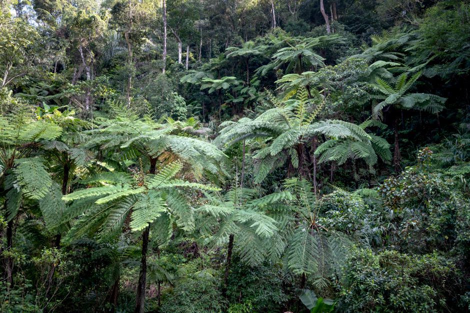 Bolivia Yungas dense forest landscape