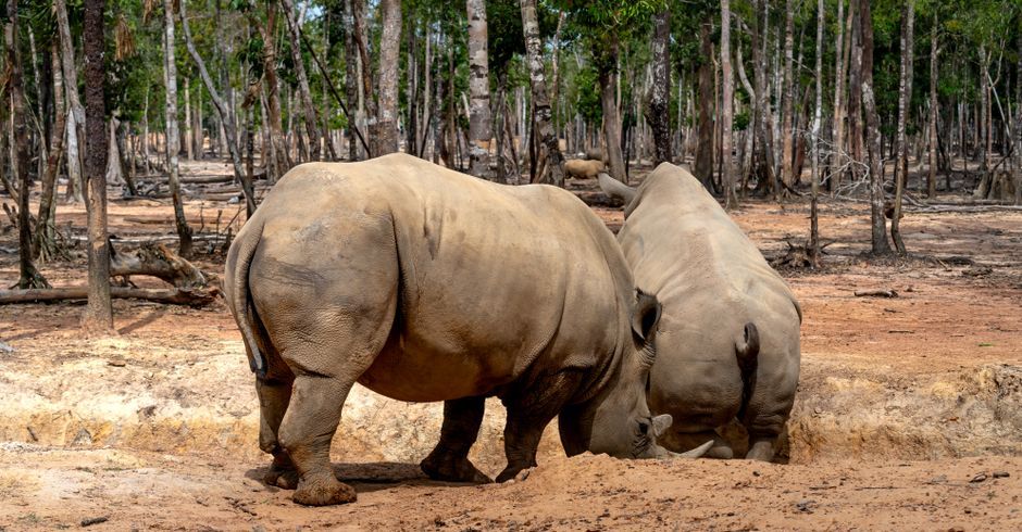 endangered species wildlife conservation nature