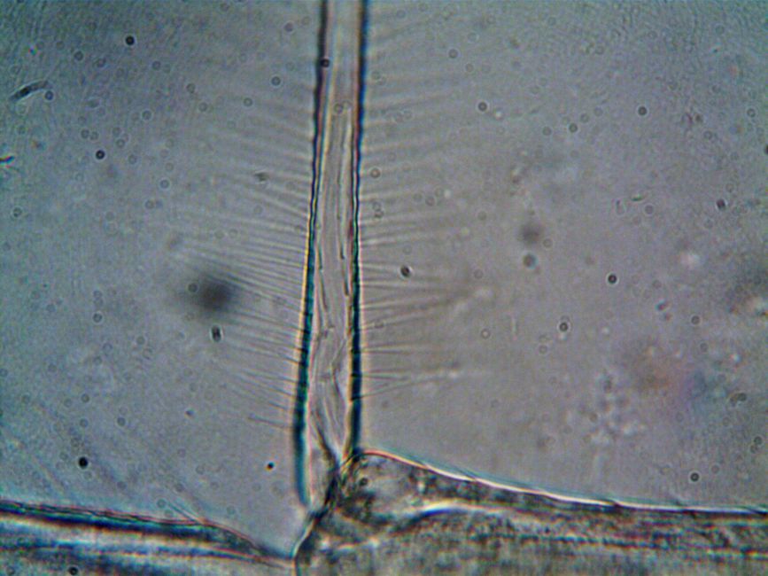 microscope cell imagery laboratory technology