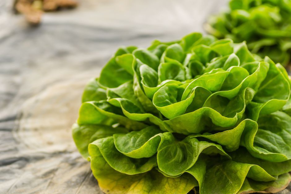 UK lettuce vegetable farm green leaves