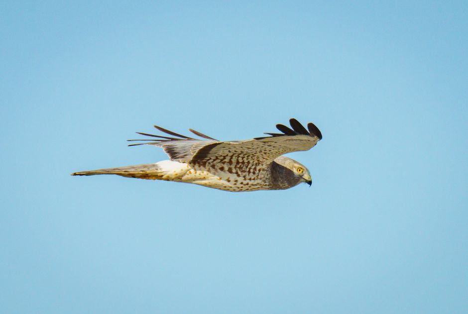 Montagu's harrier raptor flying sky