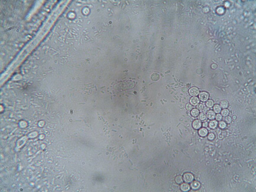 microscopic cell culture laboratory research