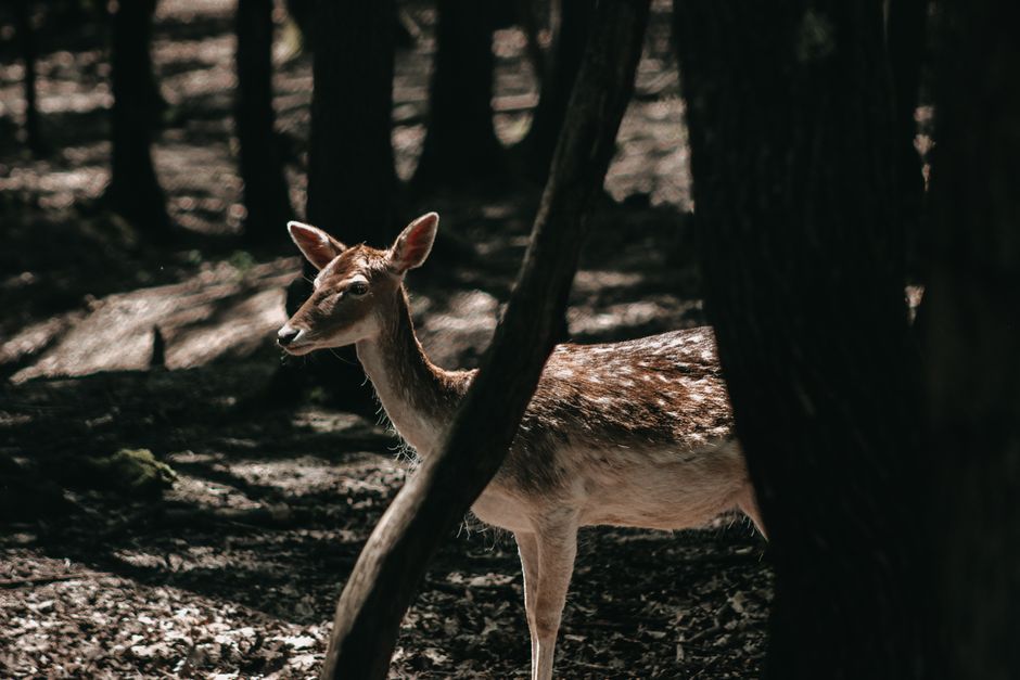 wildlife animal photography nature outdoors