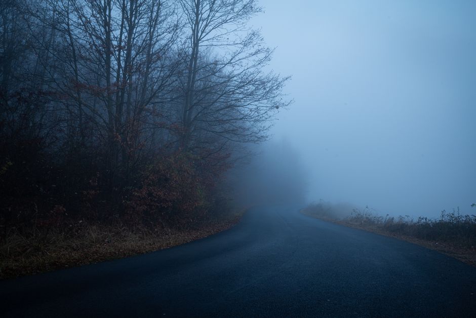 dark mysterious forest fog cinematic lighting