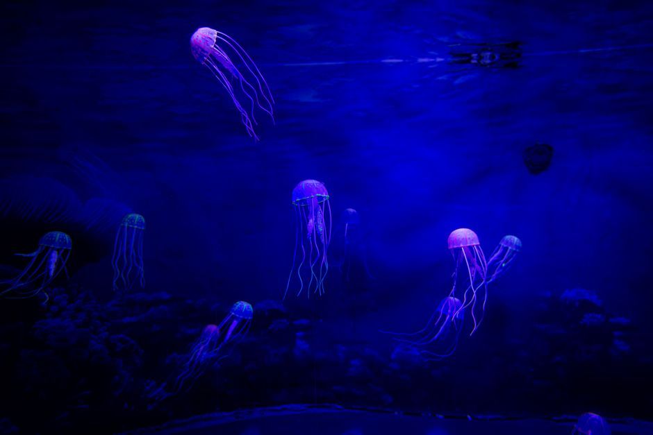 underwater immersive exhibition glowing jellyfish